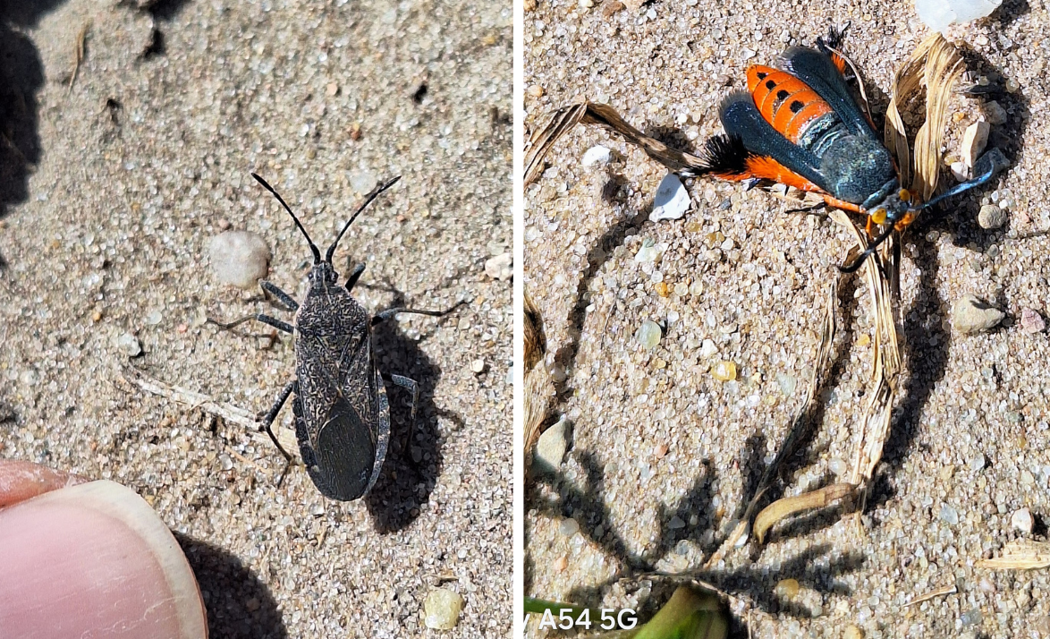 A squash bug and a squash vine borer.